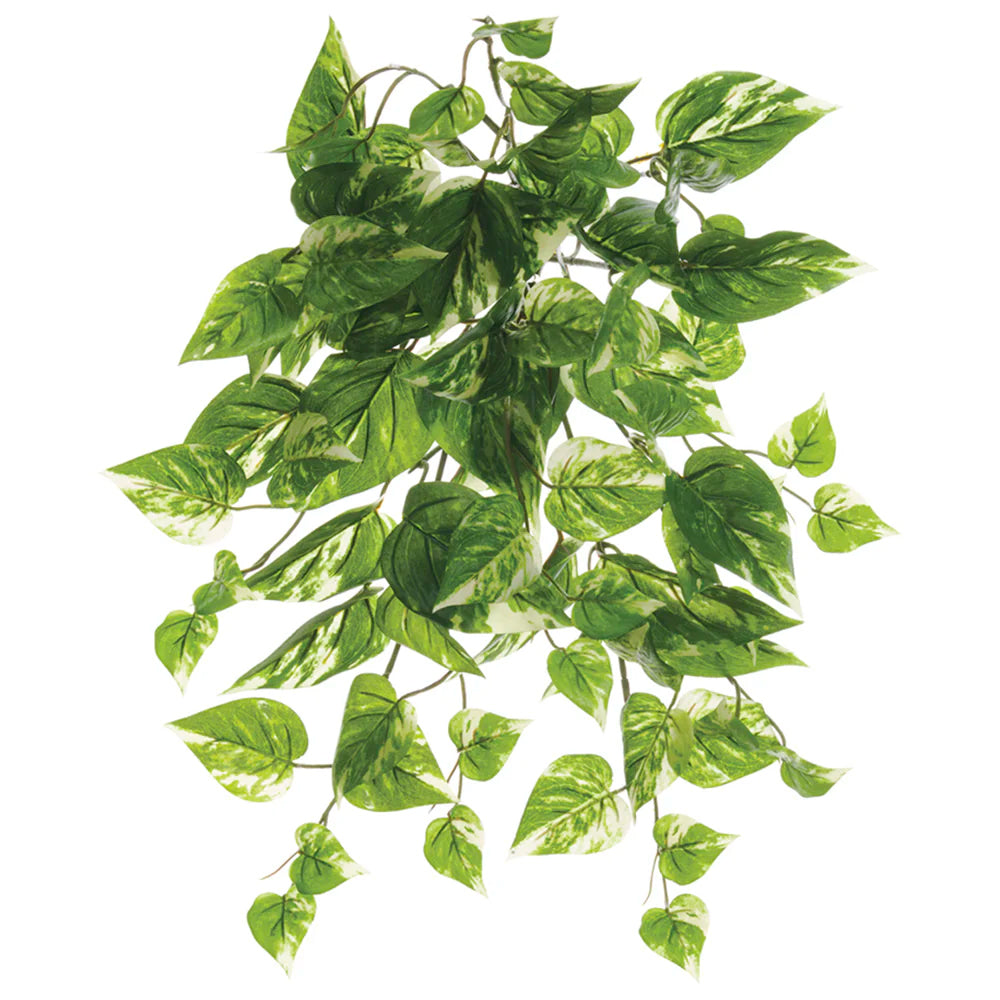 RAMO COLGANTE POTHOS VERDE CREMA 48 CM