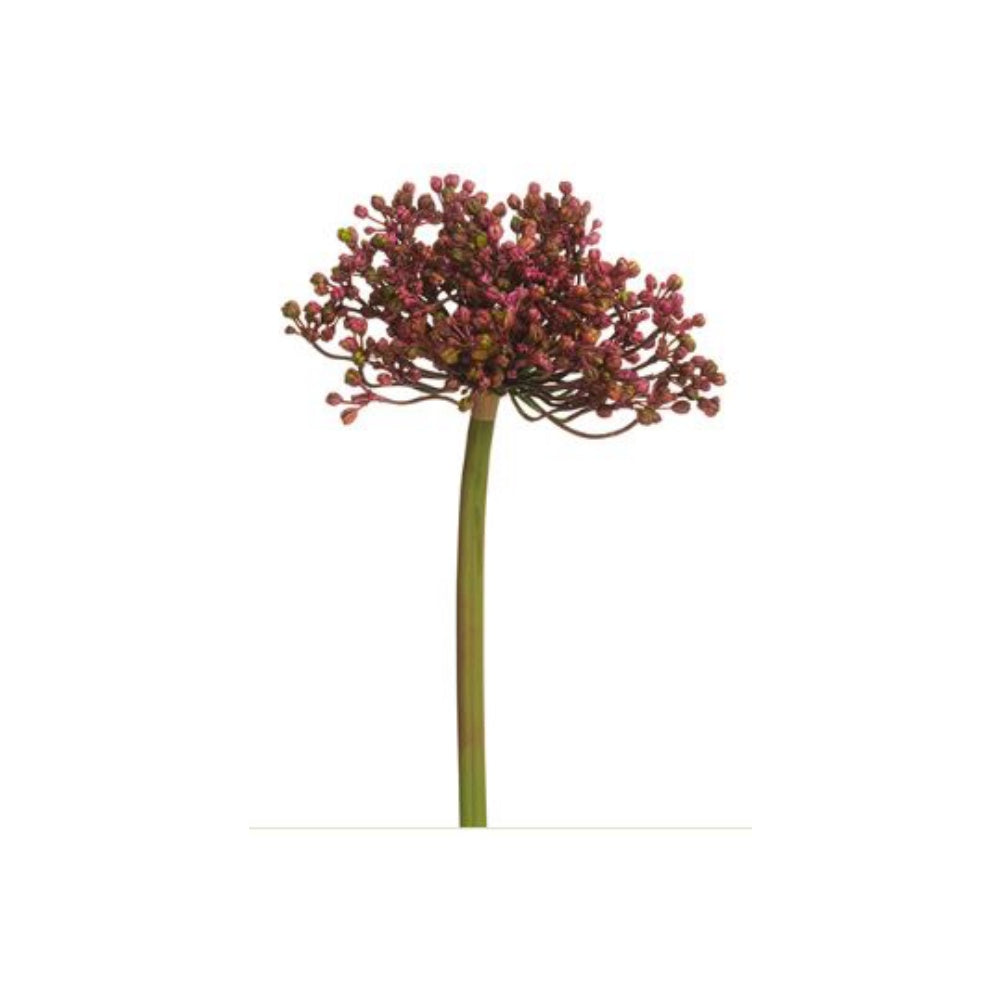 ALIUM ROSA