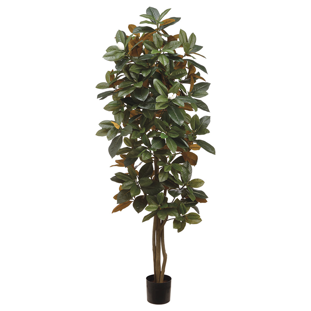 PLANTA MAGNOLIA 153 CM